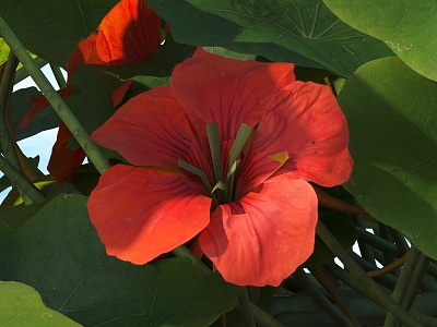 Modern nasturtium 3d model