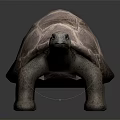 Realistic Tortoise Sculpture With Textured Shell And Sturdy Legs On Dark Background 3d model