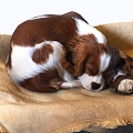 Pet dog sleeping puppy 3d model