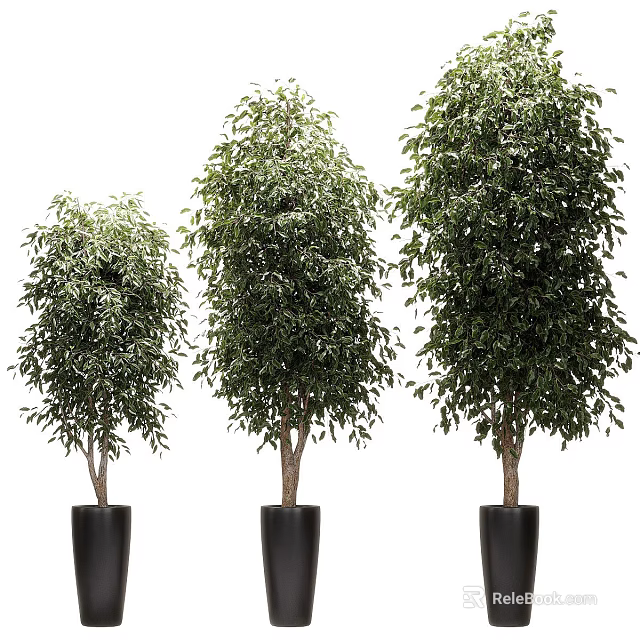 Multiple Potted Trees With Lush Green Foliage In Black Pots For Indoor Decoration 3d model 