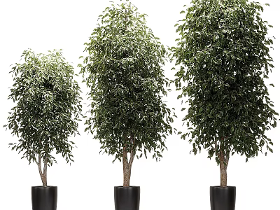 Multiple Potted Trees With Lush Green Foliage In Black Pots For Indoor Decoration 3d model