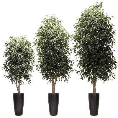 Multiple Potted Trees With Lush Green Foliage In Black Pots For Indoor Decoration 3d model