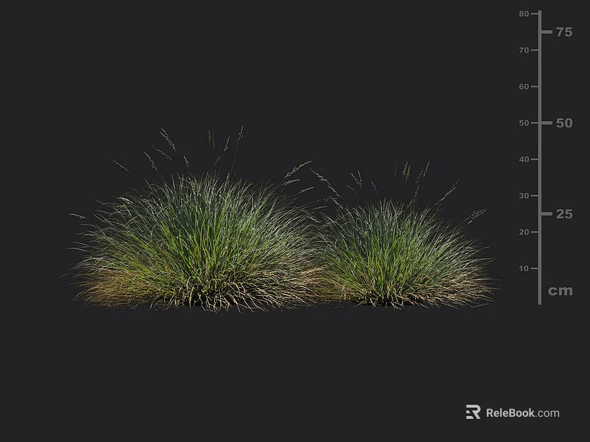 Two Lush Green Ornamental Grass Clumps with Centimeter Height Scale 3d model 