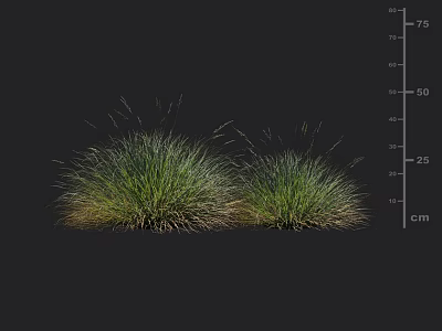 Two Lush Green Ornamental Grass Clumps with Centimeter Height Scale 3d model