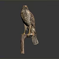 Detailed Brown Hawk Perched On Wooden Perch Against Gray Background