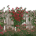 Colorful Red Pink White Flowers With Vines On Wooden Fence And Green Grass