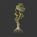 Unique Plant with Curved Trunk Exposed Roots Green Foliage and Yellow Flowers