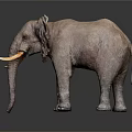 Gray Elephant with Large Ears Long Trunk and White Tusks Standing on Dark Background