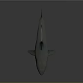 Realistic Green And Gray Shark Full Body Model On Gray Background 3d model
