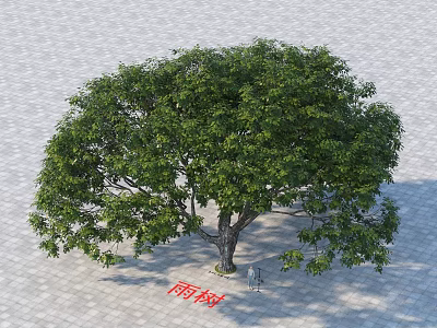 Rain Tree With Lush Green Foliage And Broad Canopy In Outdoor Paved Area 3d model