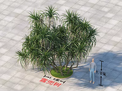 Pandanus Tree with 6.8 Meters Height and 1.5 Meters Trunk Diameter on Gray Square Pavement 3d model