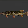 Northern Pike Fish With Colorful Spotted Body And Orange Fins On Dark Background