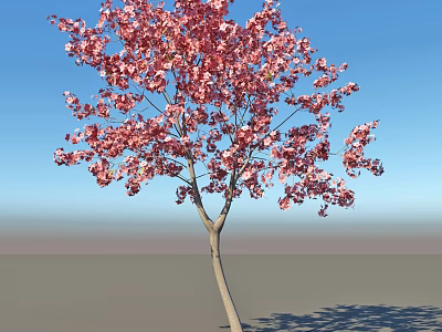 Beautiful Tree With Pink Blossoms Against Blue Sky Background and Shadow on Ground 3d model