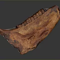 Brown Animal Bone Structure With Textured Surface And Hair Follicle Traces