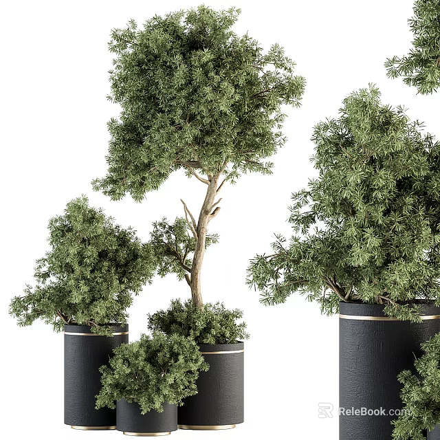 Bonsai Potted Plants with Green Foliage in Black Pots and Various Tree Shapes 3d model 