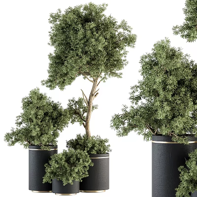 Bonsai Potted Plants with Green Foliage in Black Pots and Various Tree Shapes 3d model