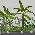 Lush Tropical Green Plant Arrangement With Tall Banana Leaf Plants And White Spherical Lights