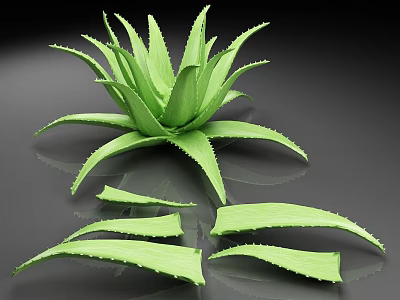 Fresh Green Aloe Vera Plant With Sliced Leaves On Reflective Surface 3d model
