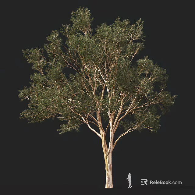 Tall Arbor with Green Leaves and Spreading Branches in Natural View 3d model 