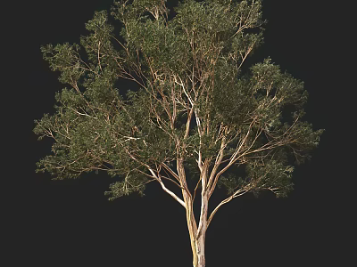 Tall Arbor with Green Leaves and Spreading Branches in Natural View 3d model