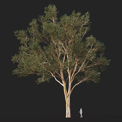 Tall Arbor with Green Leaves and Spreading Branches in Natural View 3d model