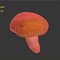 Fresh Whole Orange Mushroom Featuring Vibrant Cap and Smooth Firm Stem