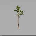 Green Plant With Slender Stem And Several Green Leaves On Gray Background With Reflection
