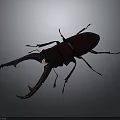 Stag Beetle With Large Mandibles And Dark Body On Dark Background