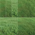 Various Types of Green Natural Grass Lawn Textures for Garden Landscaping