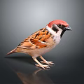 Sparrow With Red Head And Brown White Feathers Standing On Black Surface Against Grey Background
