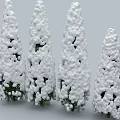 Snow Covered Arborvitae Trees In Winter With White Snowy Foliage
