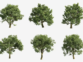 Eurasian maple tree landscape tree 3d model