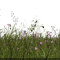 Purple Wildflowers and Green Grass with Slender Stems Under Light Blue Sky