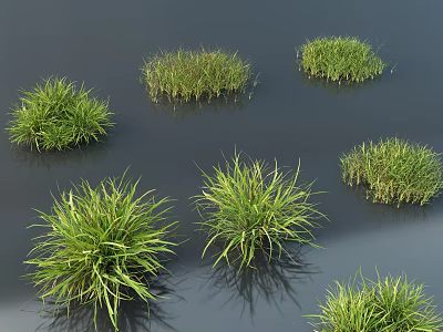 Various Green Shrubs With Different Foliage Shapes And Reflections On Dark Surface 3d model
