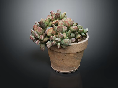 Healthy Succulent Plant With Pink And Green Fleshy Leaves In Terracotta Pot 3d model