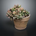 Healthy Succulent Plant With Pink And Green Fleshy Leaves In Terracotta Pot