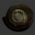 Conch Shell With Brown Exterior And Iridescent Blue White Top Natural Texture