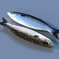 Two Silver and Darker Colored Fish Lying Side by Side on Gray Background 3d model