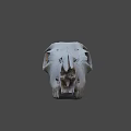 White Horned Animal Skull Display On Dark Background With Detailed Features