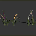 Colorful Decorative Flowering Plants With Green Leaves And Bright Multicolored Blooms