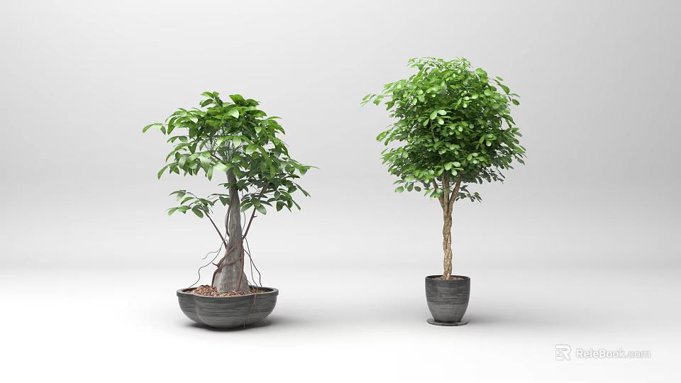 Green Leafy Bonsai Potted Plants with Different Decorative Planters for Indoor Decor 3d model 