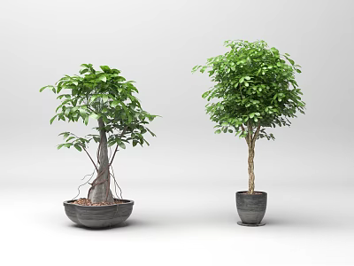 Green Leafy Bonsai Potted Plants with Different Decorative Planters for Indoor Decor 3d model