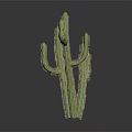 Green Cactus Plant With Multiple Branches Against Dark Background And Reflection 3d model