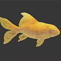Orange Red Goldfish Featuring Shiny Scales Yellow Fins And Tail On Dark Background
