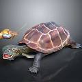 Turtle With Vibrant Patterned Shell Extended Head Open Mouth And Small Insect On Dark Surface