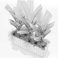 Lush Potted Plants With Large Green Leaves In Black Rectangular Planter And Mixed Grasses