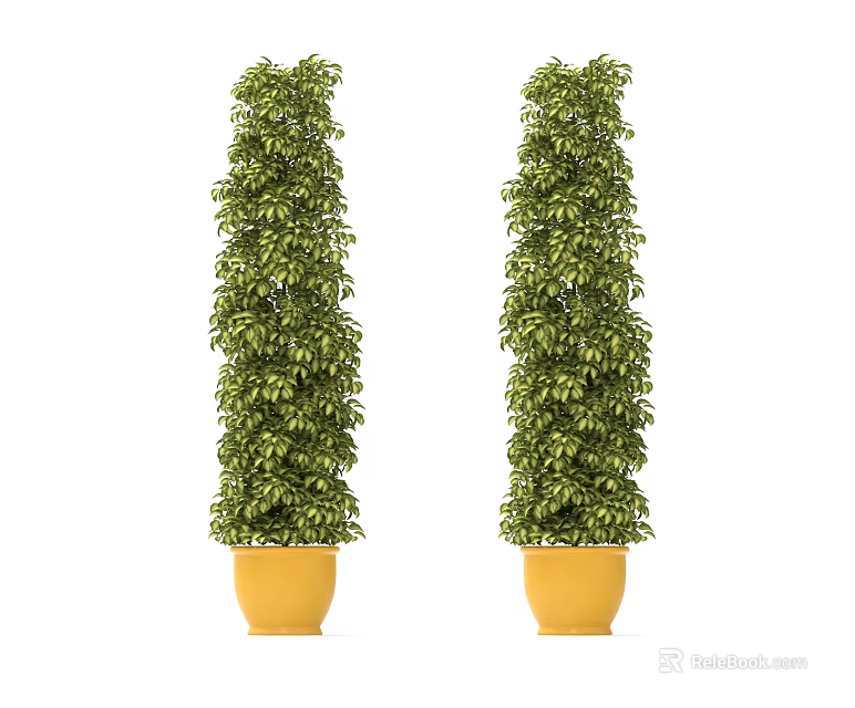 Two Tall Columnar Bonsai Potted Plants with Lush Green Leaves in Yellow Pots 3d model 