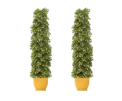 Two Tall Columnar Bonsai Potted Plants with Lush Green Leaves in Yellow Pots 3d model