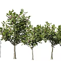 Lush Arbor Tree With Green Leaves And Purple Fruits In Full Growth