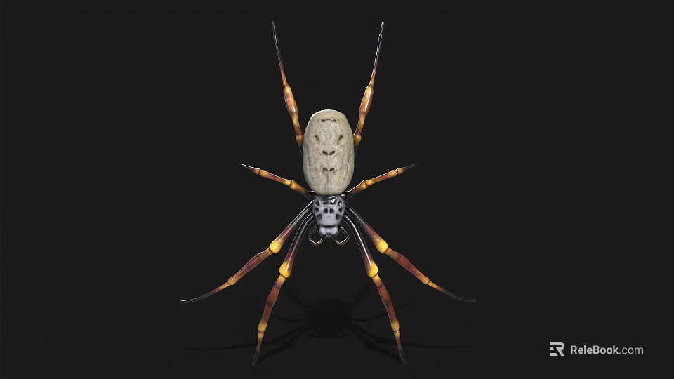 Large Spider With Light Body Long Legs And Yellow Brown Stripes On Black Background 3d model 